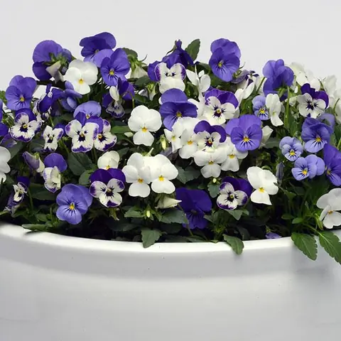 Виола рогатая «Сорбет XP Блюберри Сандей» Viola cornuta "Sorbet XP Blueberry Sundae"