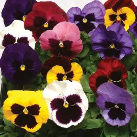 Виола Виттрока "Матрикс Микс Блотч" Viola x wittrockiana "Matrix Blotch Mixture"