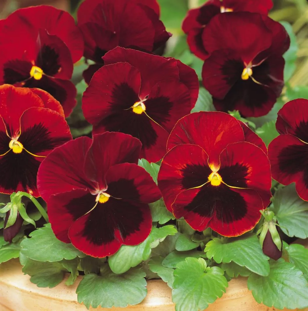 Виола Виттрока "Матрикс Ред Блотч" Viola x wittrockiana " Matrix Red Blotch"