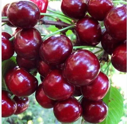 Вишня "Десертная Морозовой"