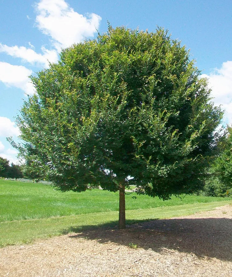 Вяз мелколистный Ulmus parvifolia