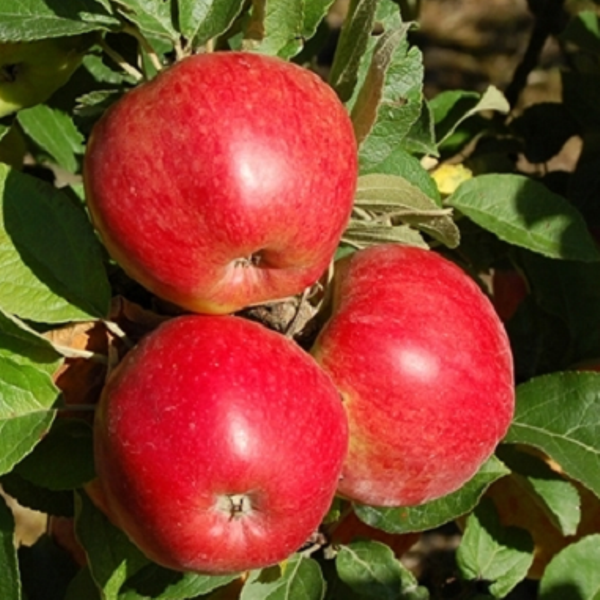 Яблоня "Анис Свердловский" С5