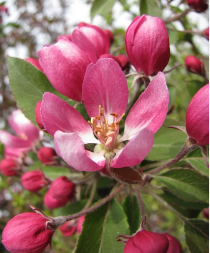 Яблоня декоративная "Маковецкого" Malus "Makowieckiana" (ком+сетка d=600) h 2,0-2,5