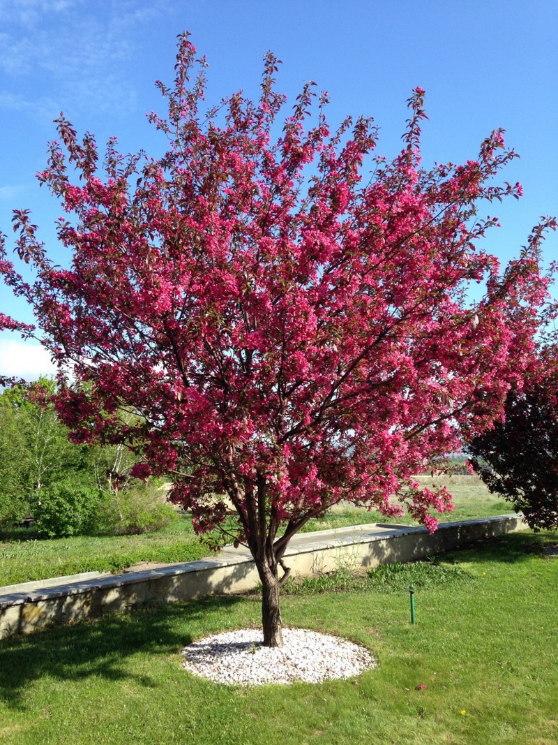 Яблоня декоративная "Недзвецкого" Malus "Niedzwetzkyana" Т38 h 1,2-1,5