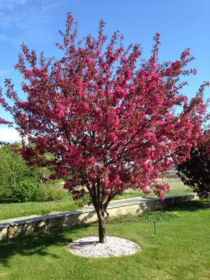 Яблоня декоративная "Недзвецкого" Malus "Niedzwetzkyana" Т38