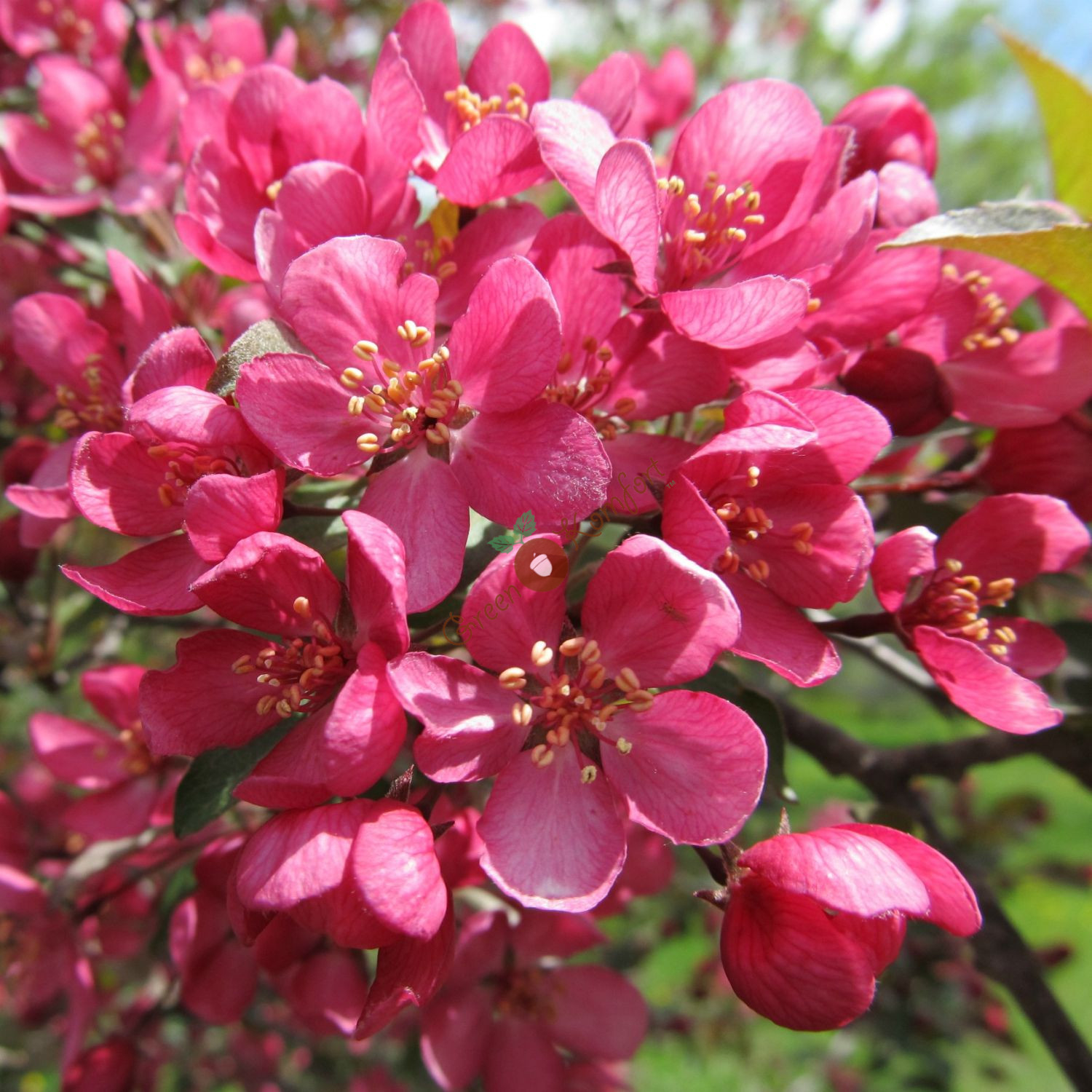 Яблоня декоративная "Прерифаер" Malus "Prairiefire" (ком+сетка d=600) h 2,0-2,5