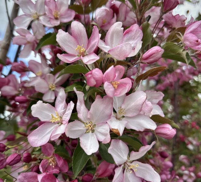 Яблоня декоративная "Ред Обелиск" Malus "Red Obelisk" (ком+сетка d=600) h 2,0-2,5