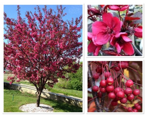 Яблоня декоративная "Роялти" Malus "Royalty" (ком+сетка d=600) h 2,0-2,5