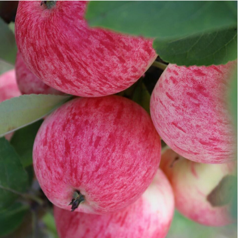 Яблоня "Конфетное" С5