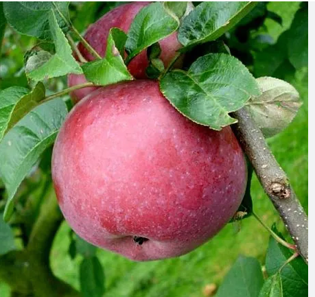 Яблоня "Лобо" С5