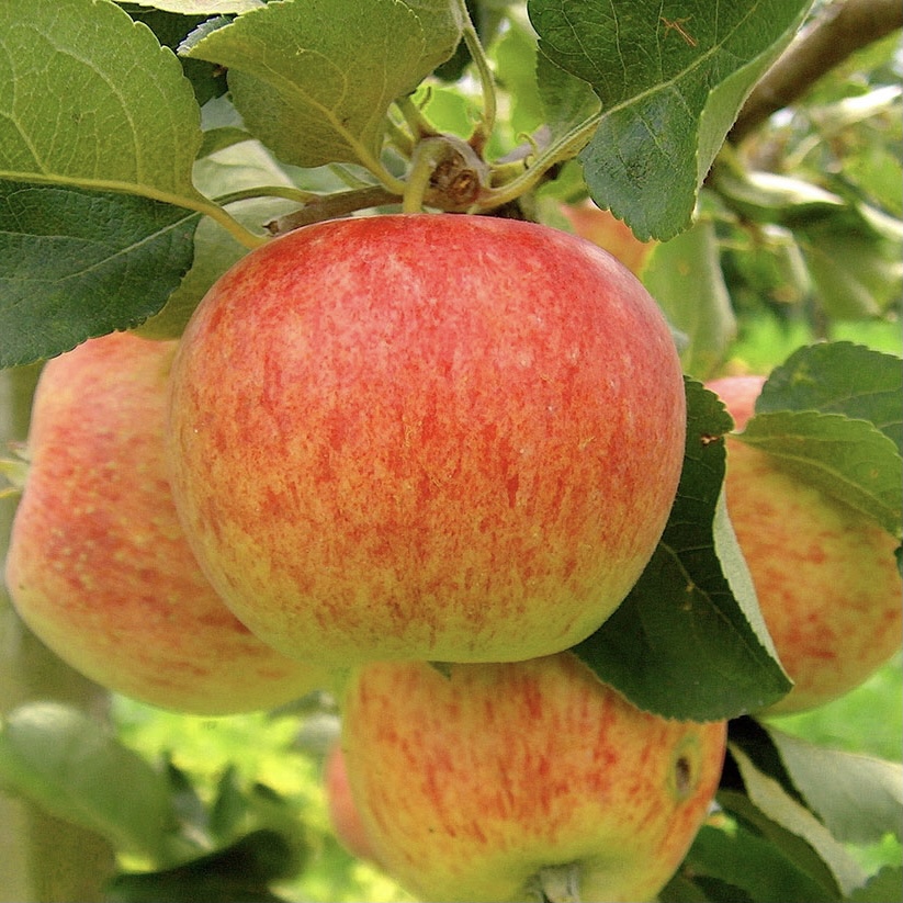 Яблоня "Медуница" С5