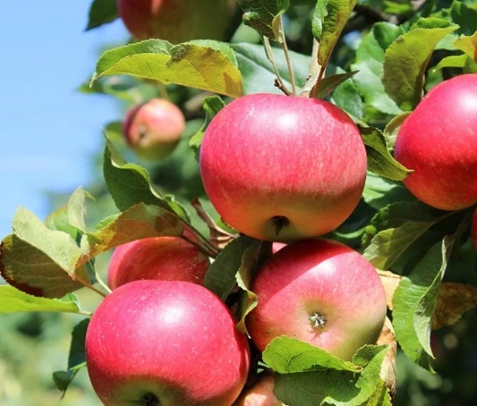 Яблоня "Сладкая нега" С5