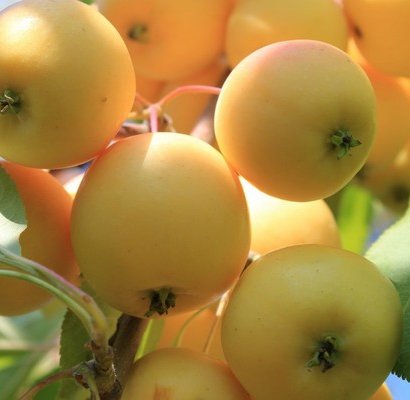 Яблоня "Уральское наливное" С5