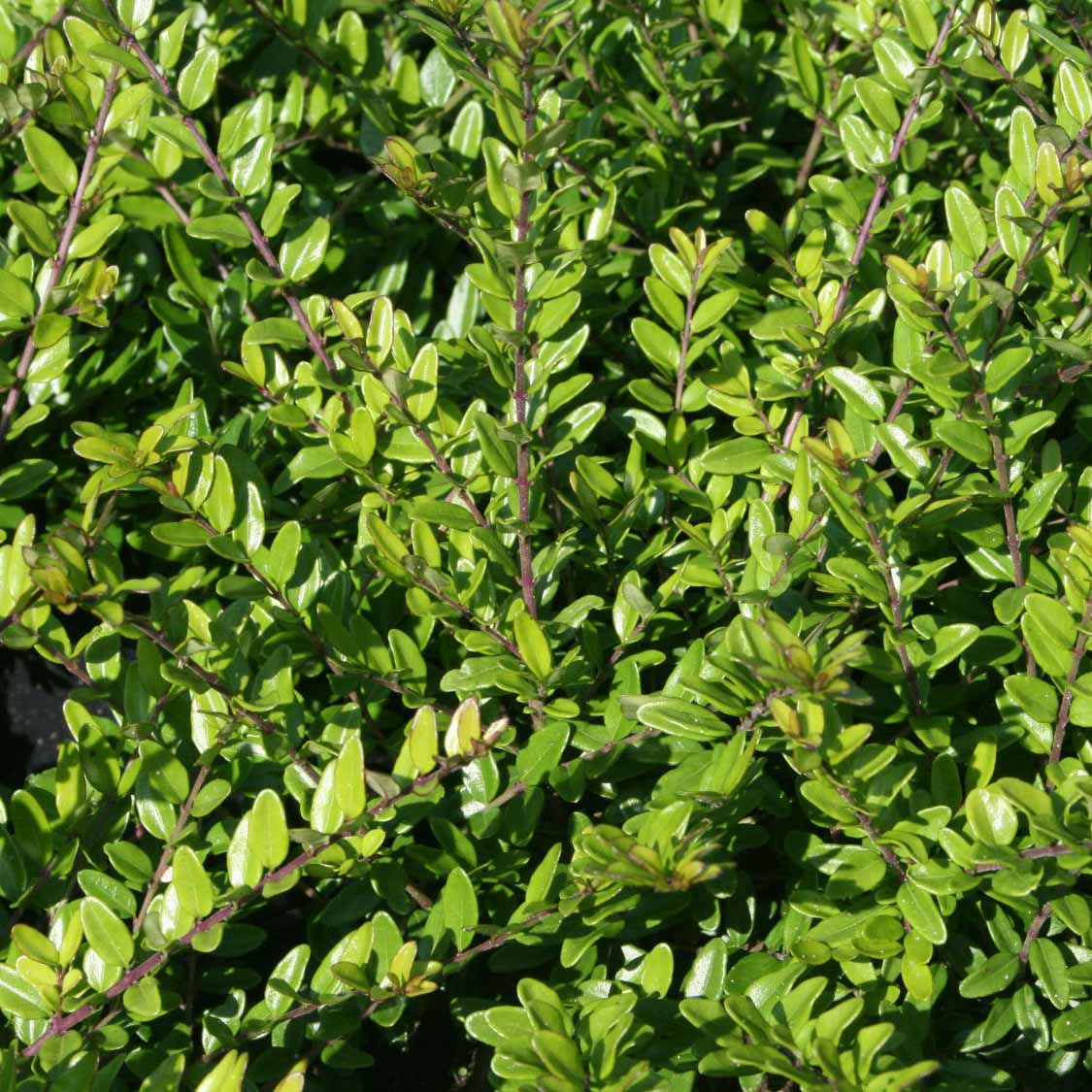 Жимолость блестящая "Элегант" Lonicera nitida "Elegant"