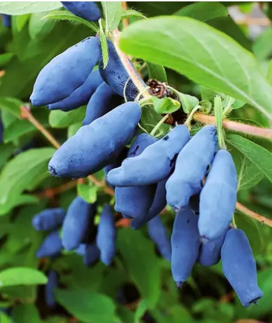 Жимолость "Гордость Бакчара"