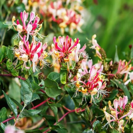 Жимолость Каприфоль Lonicera Caprifolium