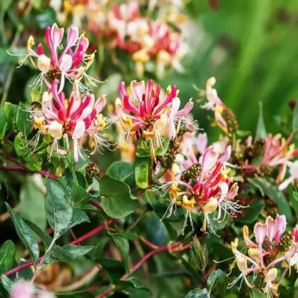 Жимолость Каприфоль Lonicera Caprifolium