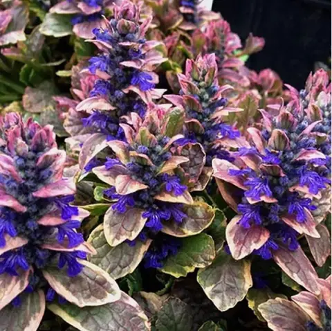 Живучка ползучая "Бургунди Глоу" Ajuga reptans ''Burgundy Glow" Р9