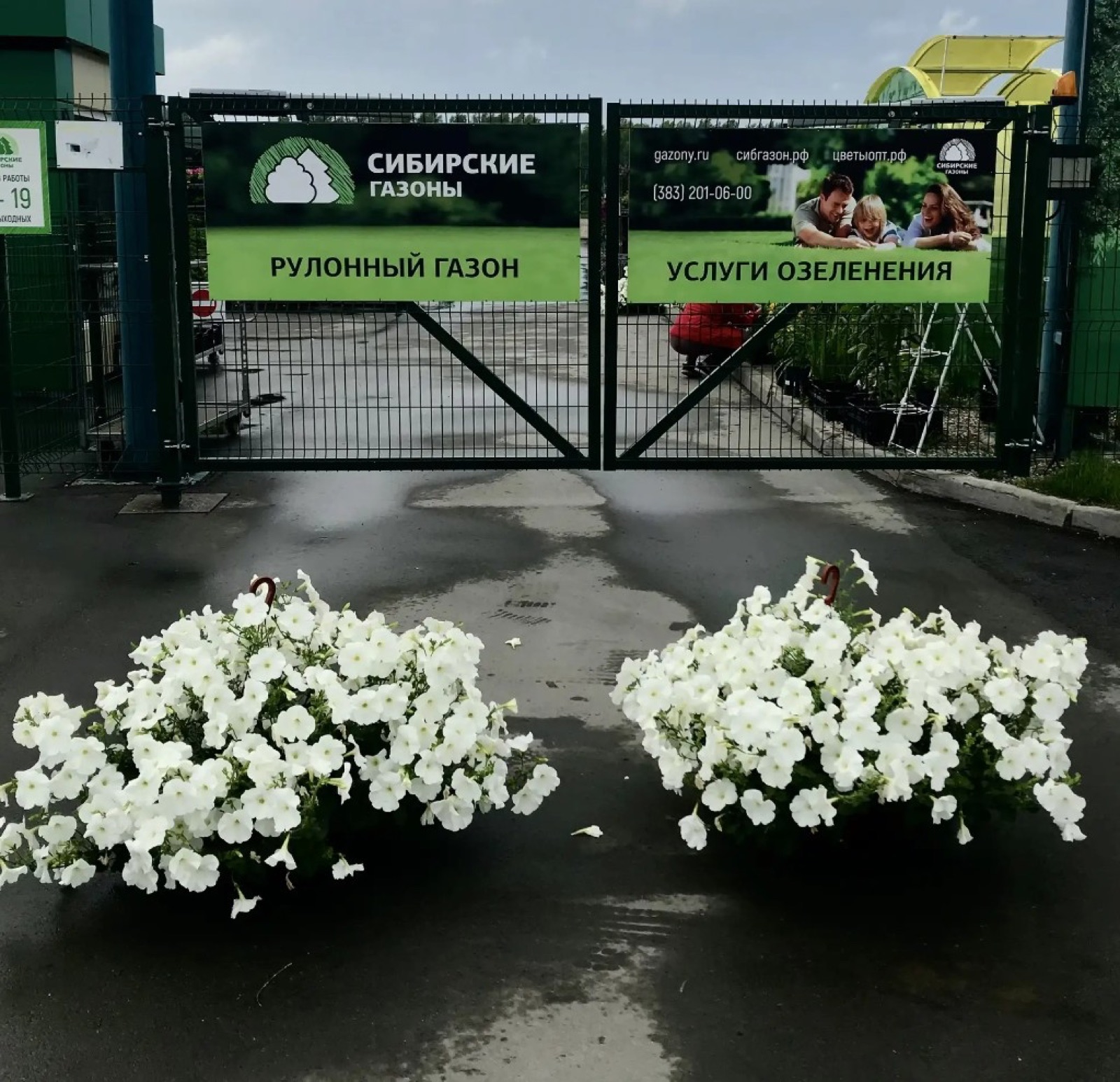 Композиции из белых цветов на фоне входной группы садового центра