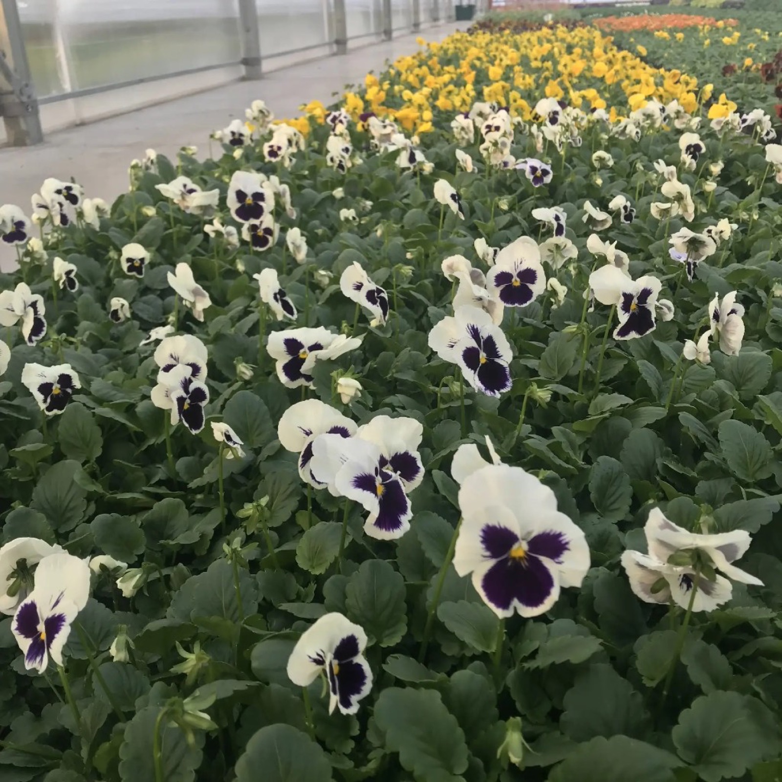 Ряды цветущей виолы в теплице