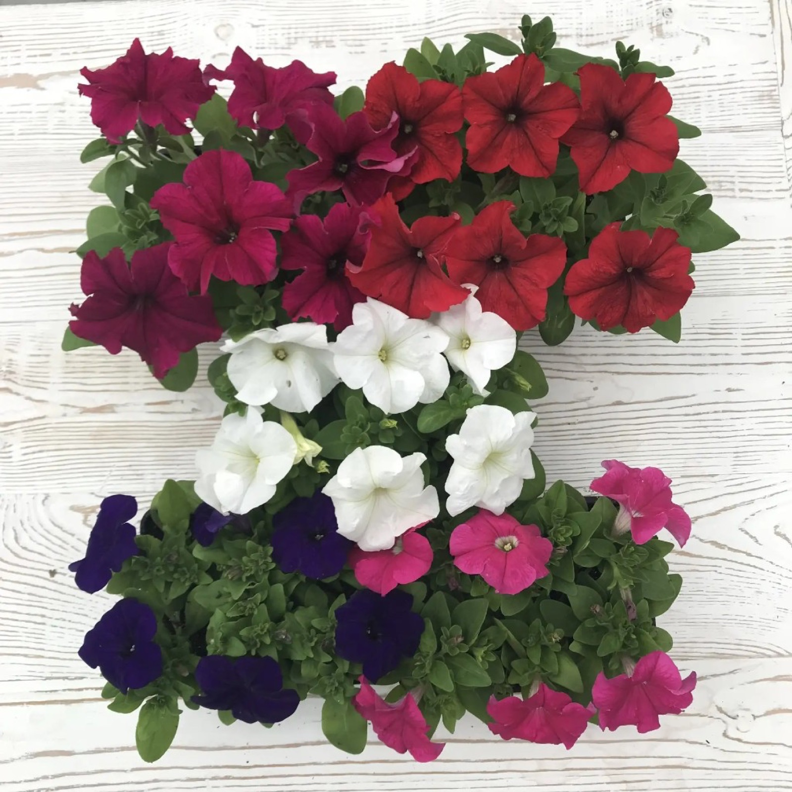Композиция из разноцветной петунии в кашпо