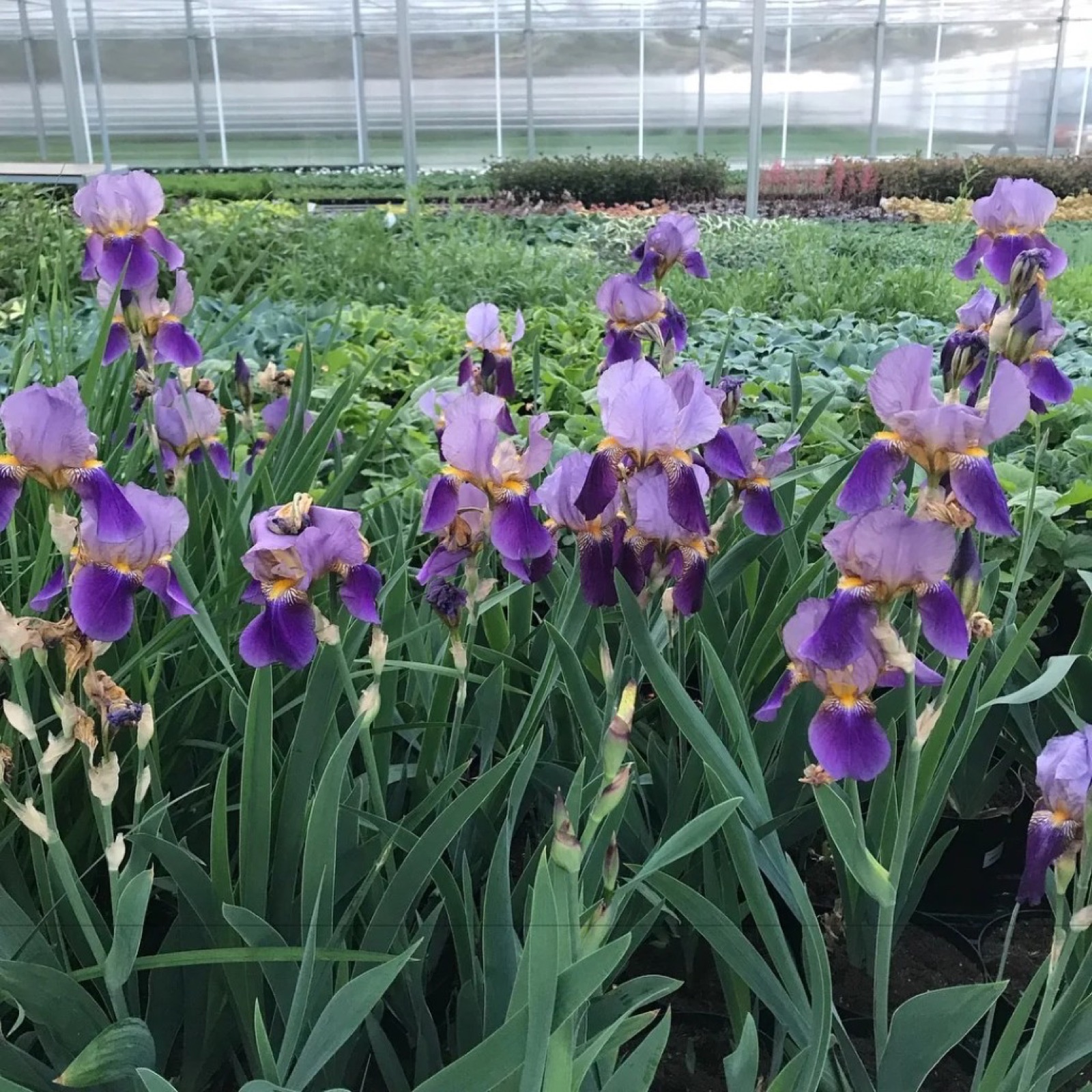 Цветущие фиолетовые ирисы на фоне тепличных рядов