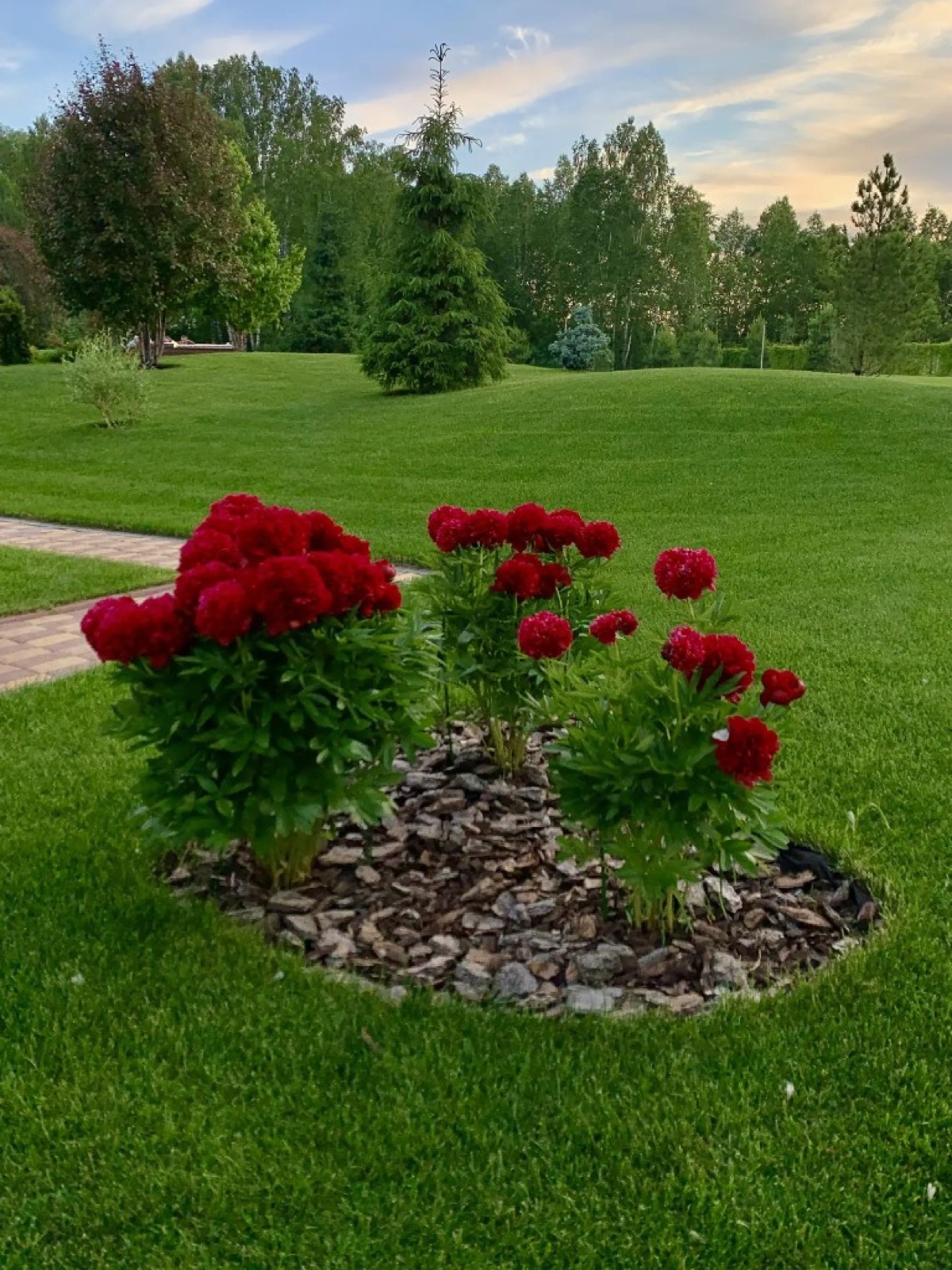 Красные пионы на газоне в ландшафтной зоне