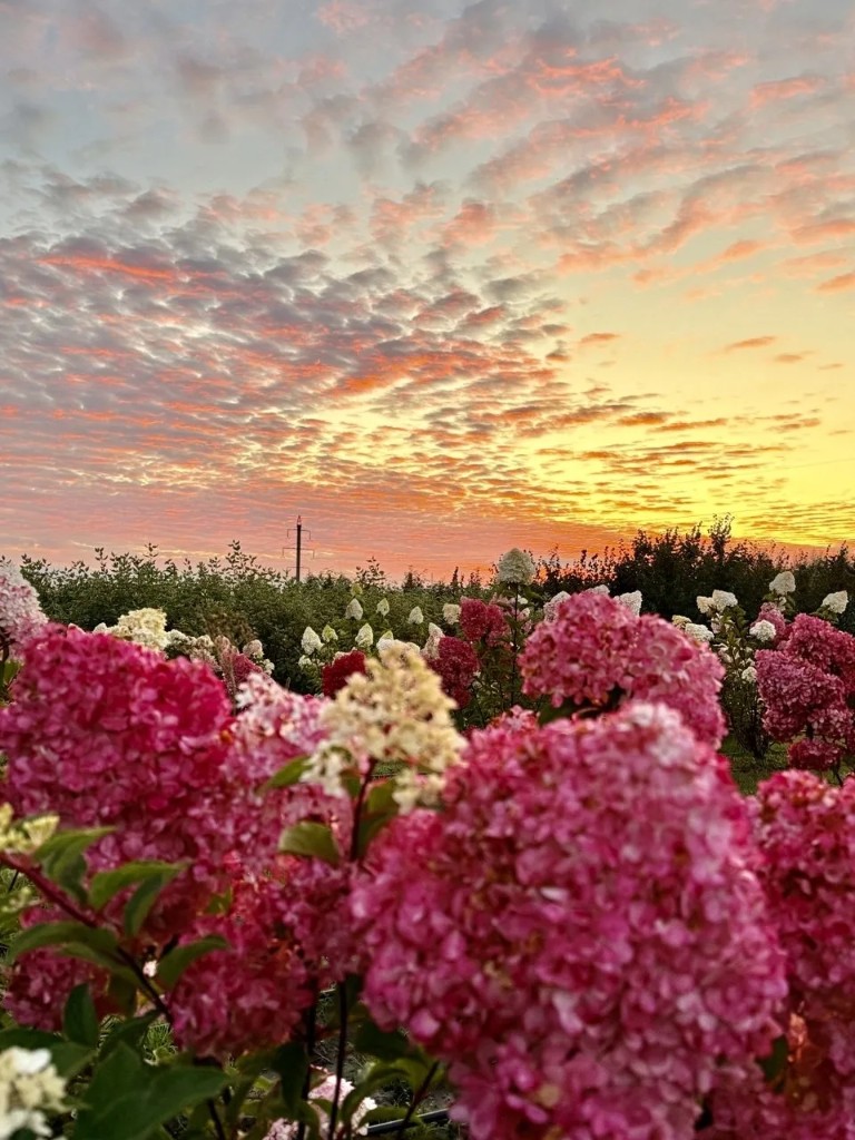 Цветущие гортензии в питомнике на фоне закатного неба