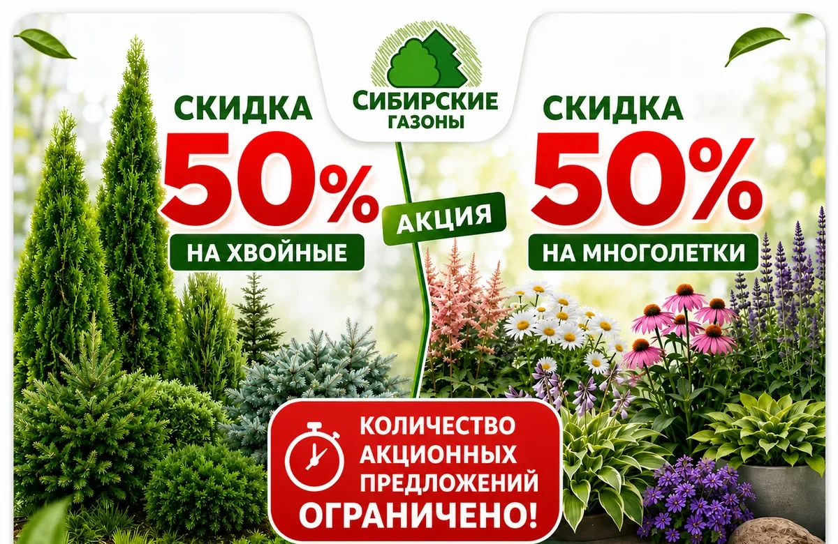 Акция до 10 октября в садовом центре Новопичугово: скидка 50% на хвойные и скидка 50% на многолетки. Количество акционных предложений ограничено.