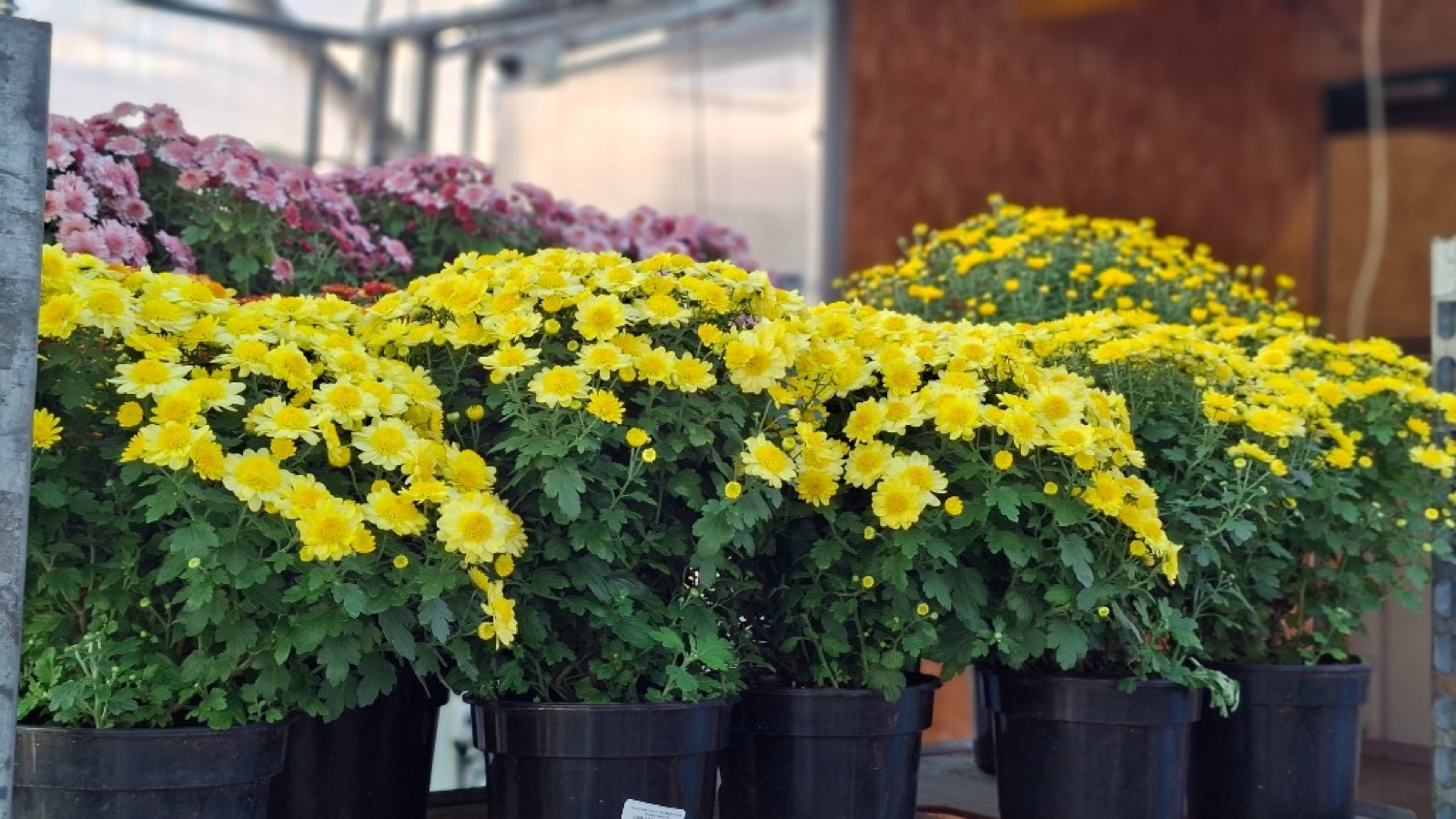 Горшечные хризантемы в теплице садового центра