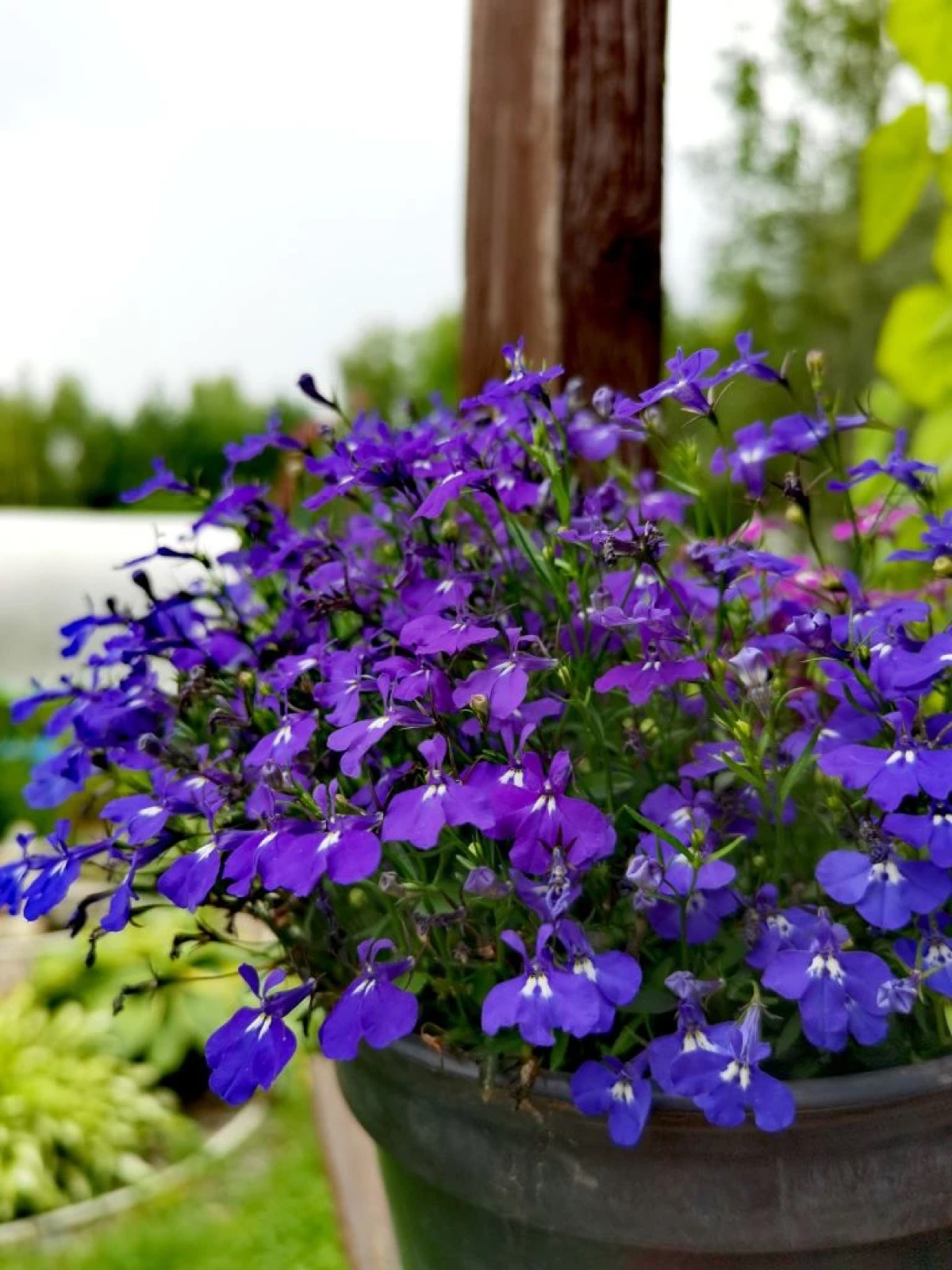 Пышное сине-фиолетовое цветение лобелии в кашпо