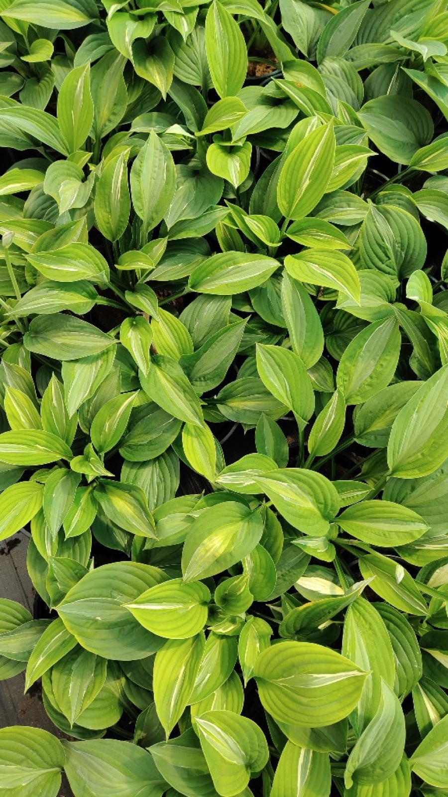 Вариегатная хоста, декоративная листва