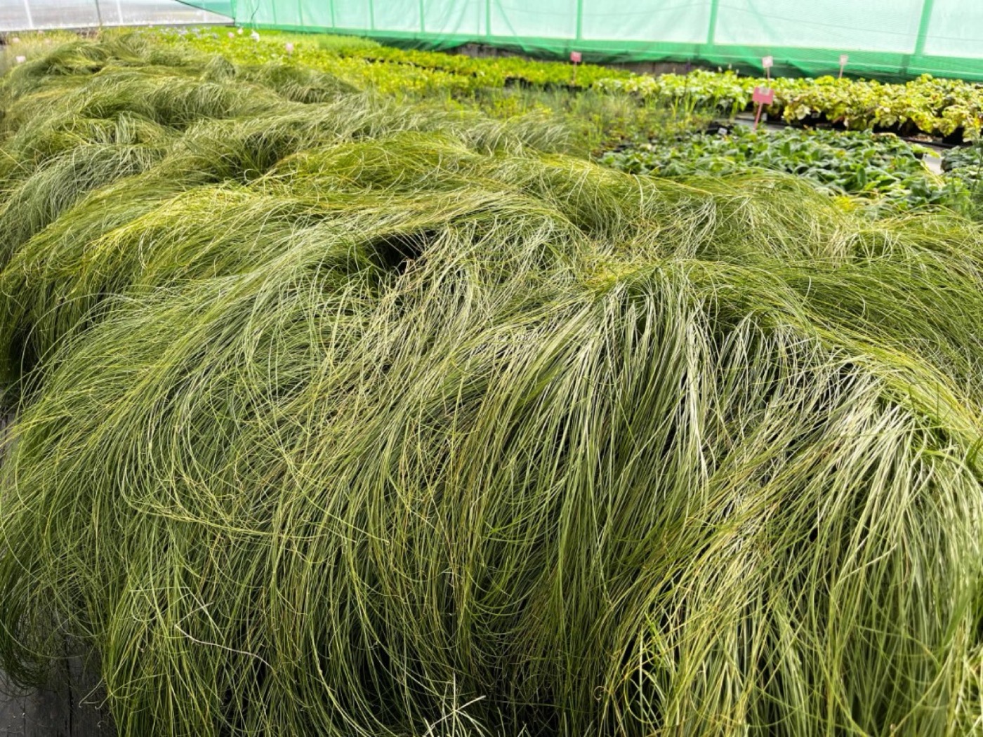 Декоративные злаки и растения в теплице питомника