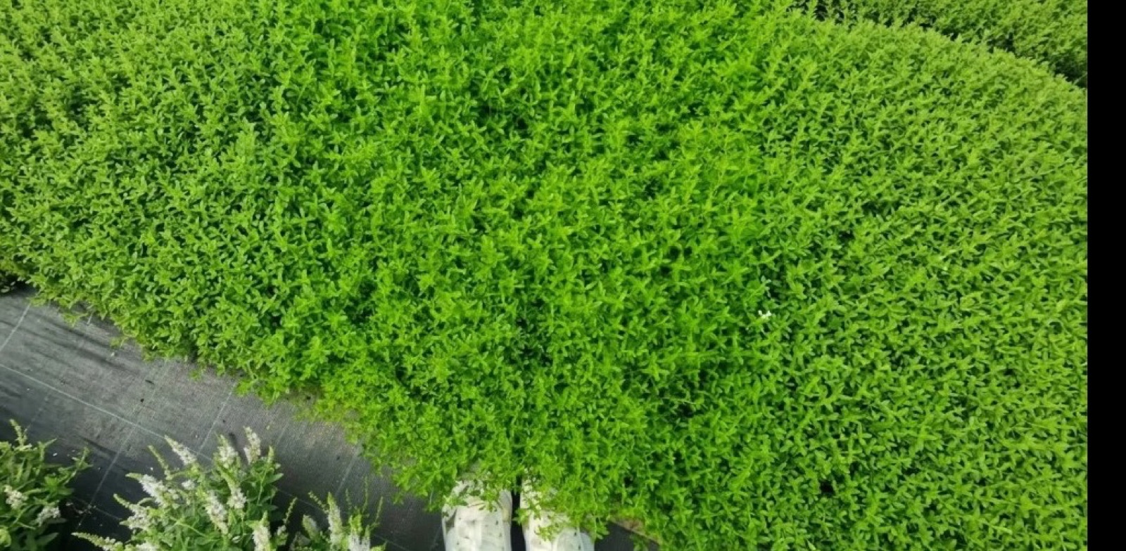 Грунтопокровные растения и цветущие культуры в питомнике