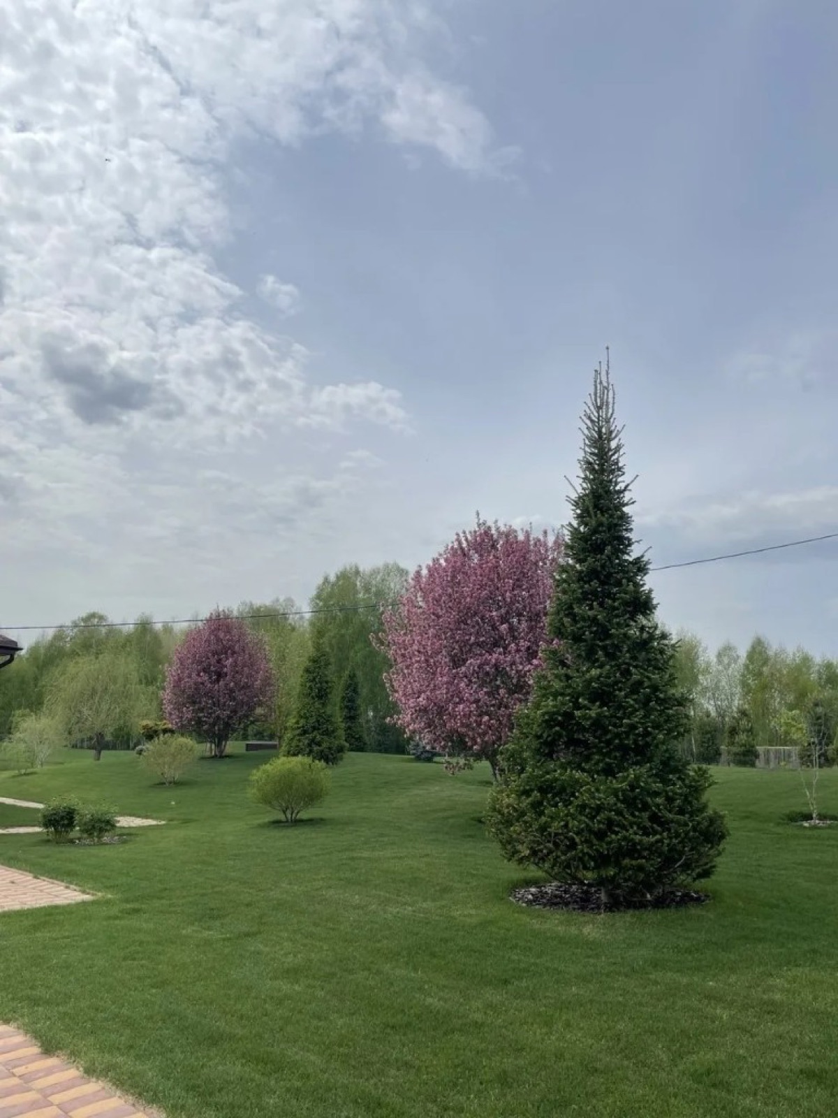 Хвойные и лиственные растения в ландшафте