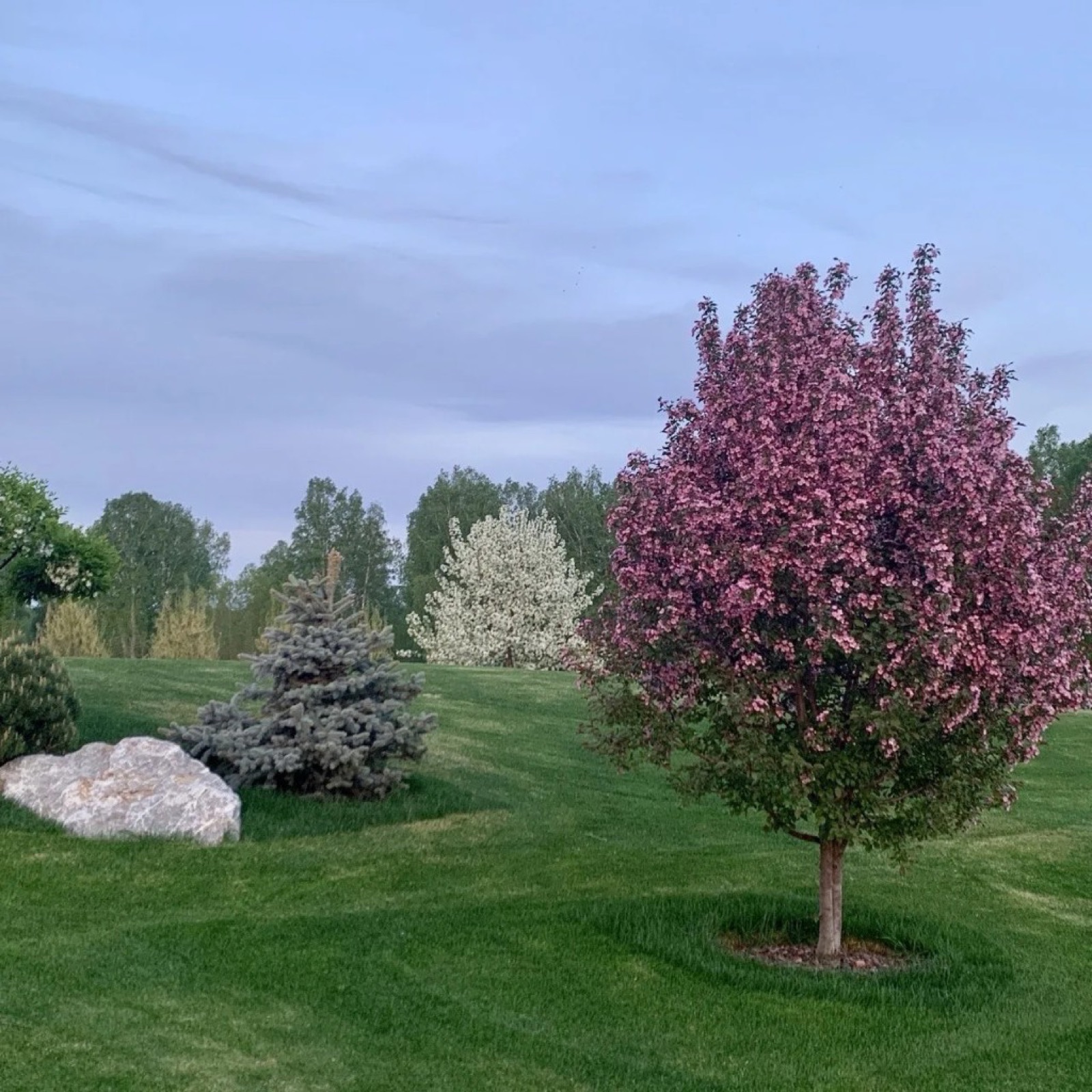 Декоративное дерево в цвету в саду