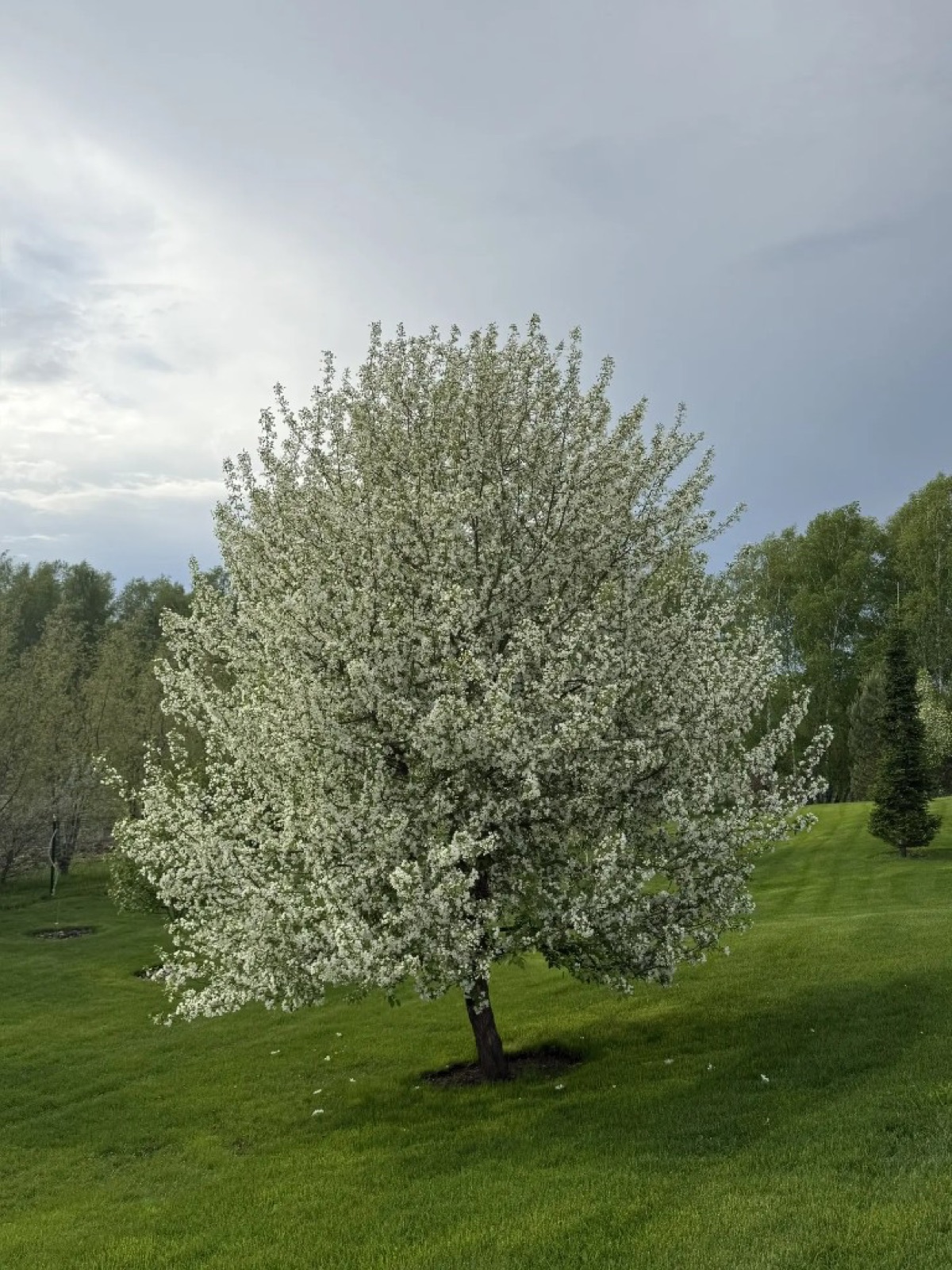 Белоцветущее дерево в ландшафтной зоне