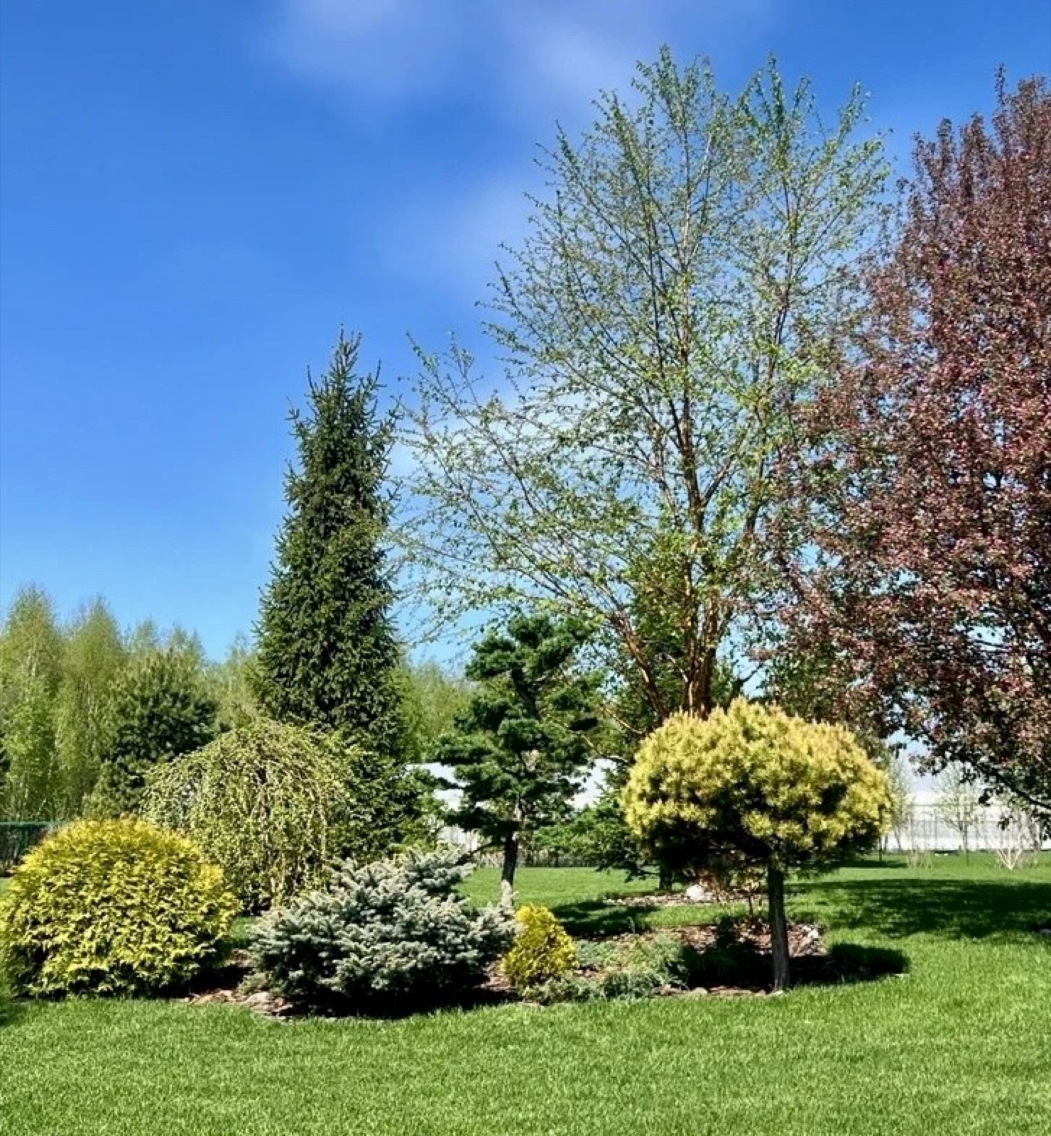 Ландшафт с хвойными и лиственными растениями