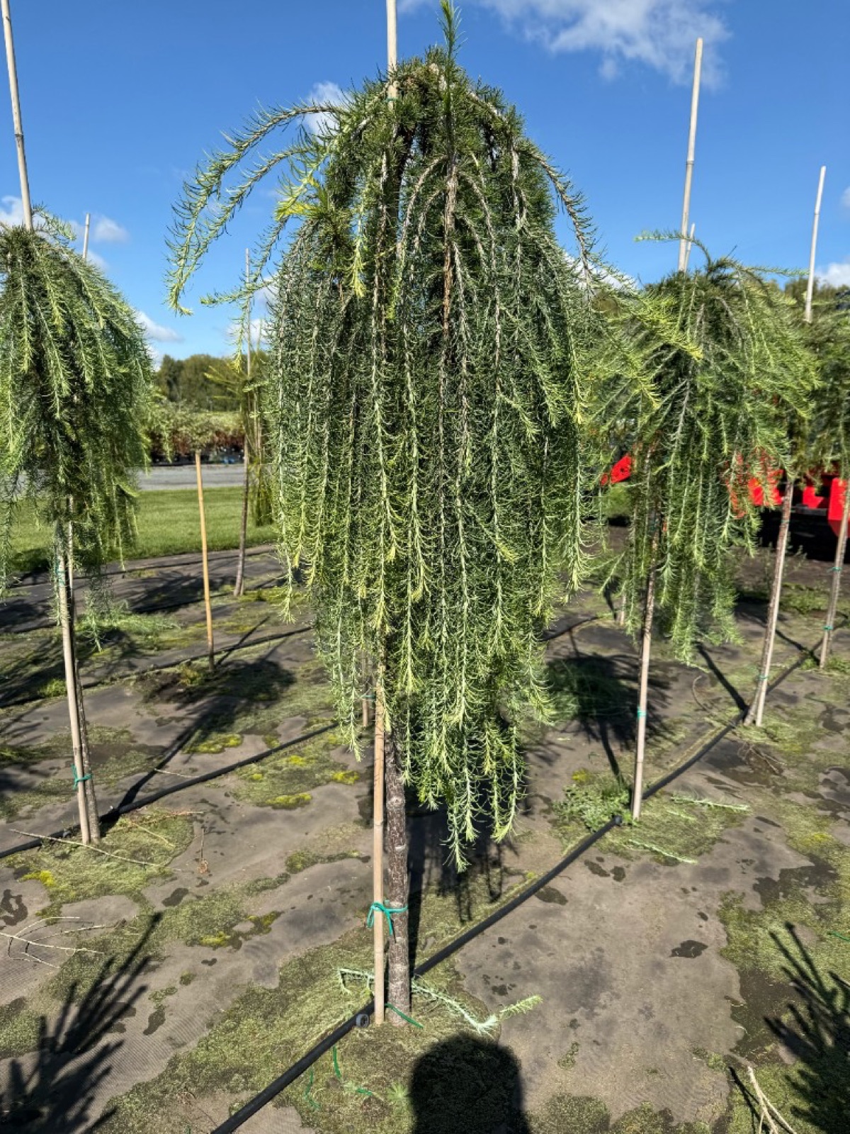 Плакучая хвойная форма на штамбе в питомнике