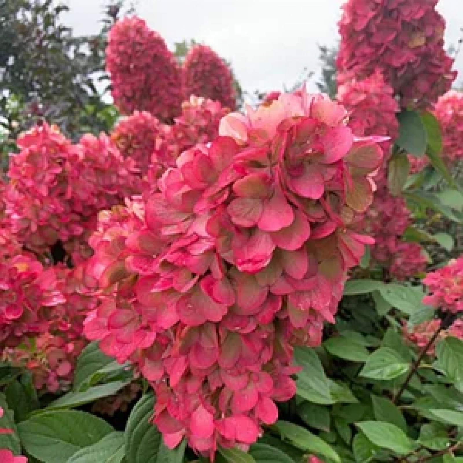 Крупный план метёлки гортензии Metallica