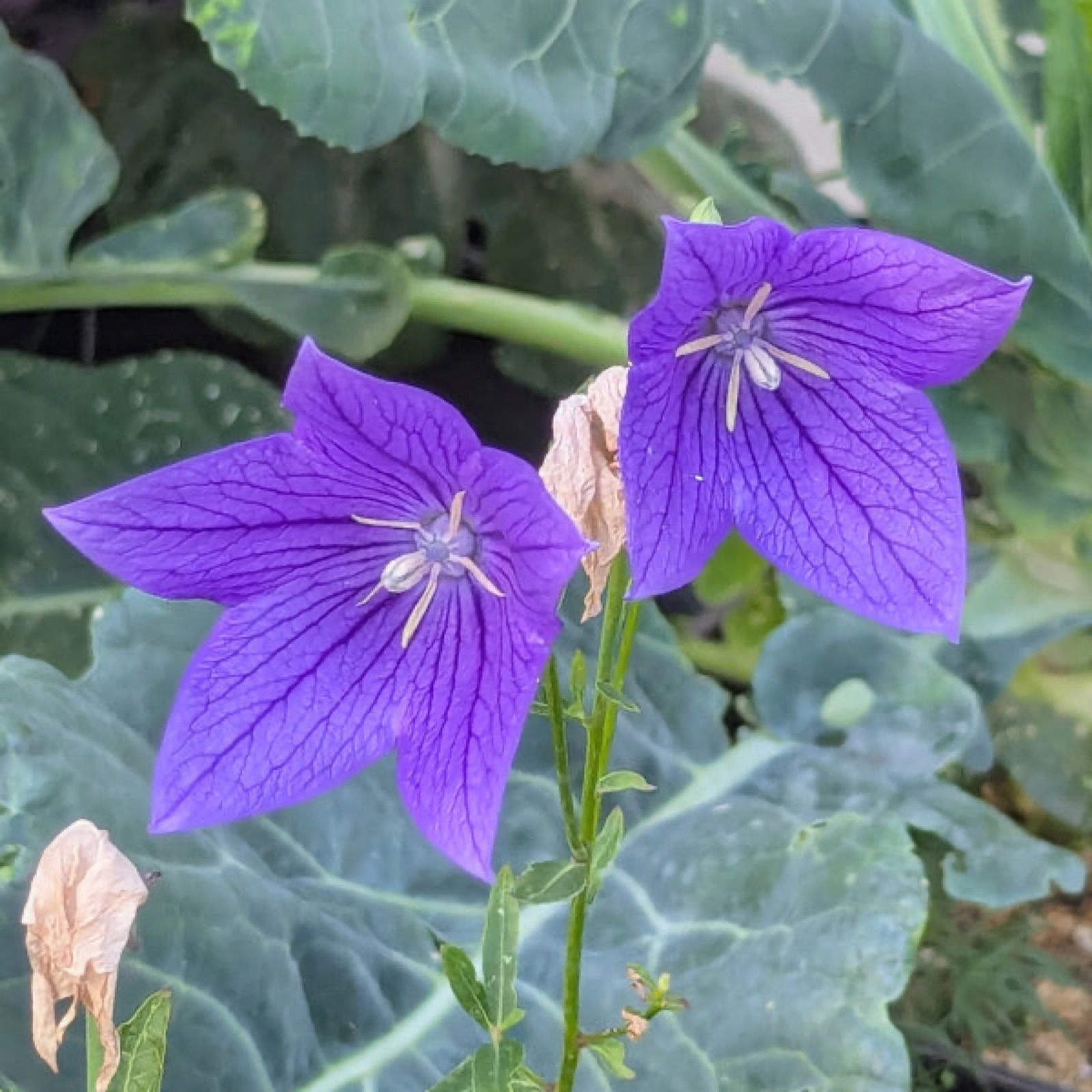 Крупный цветок платикодона Mariesii крупным планом