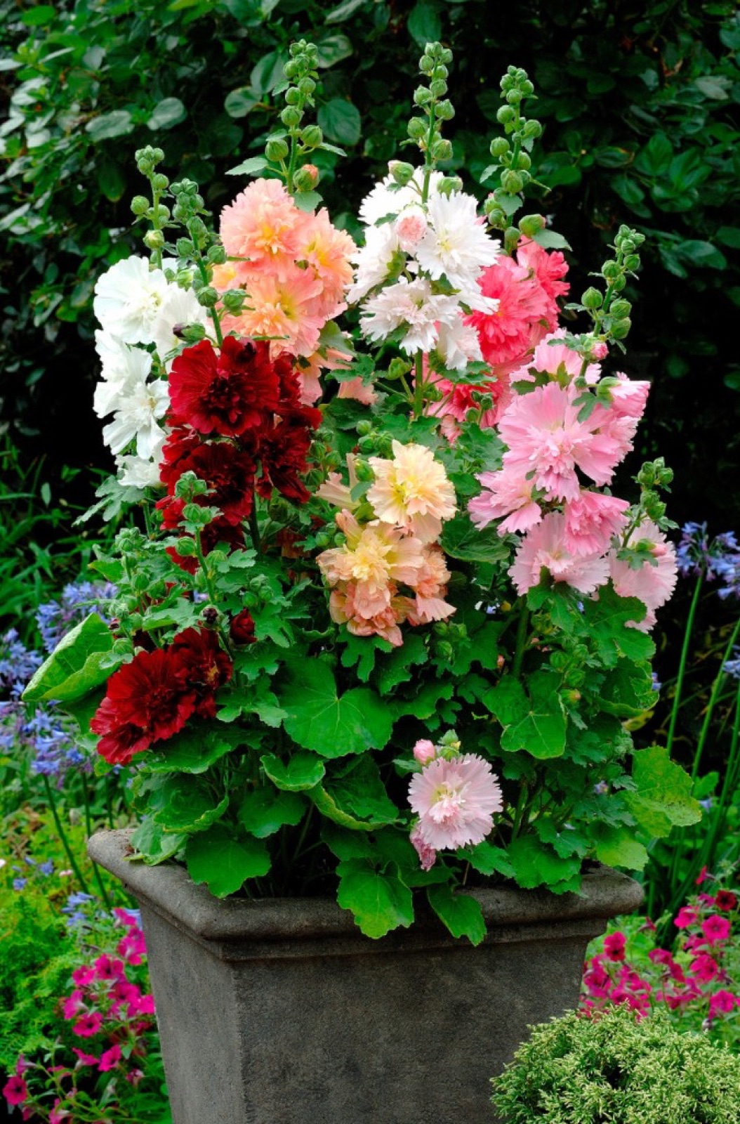 Штокроза Spring Celebrities Crimson в кашпо в садовой композиции