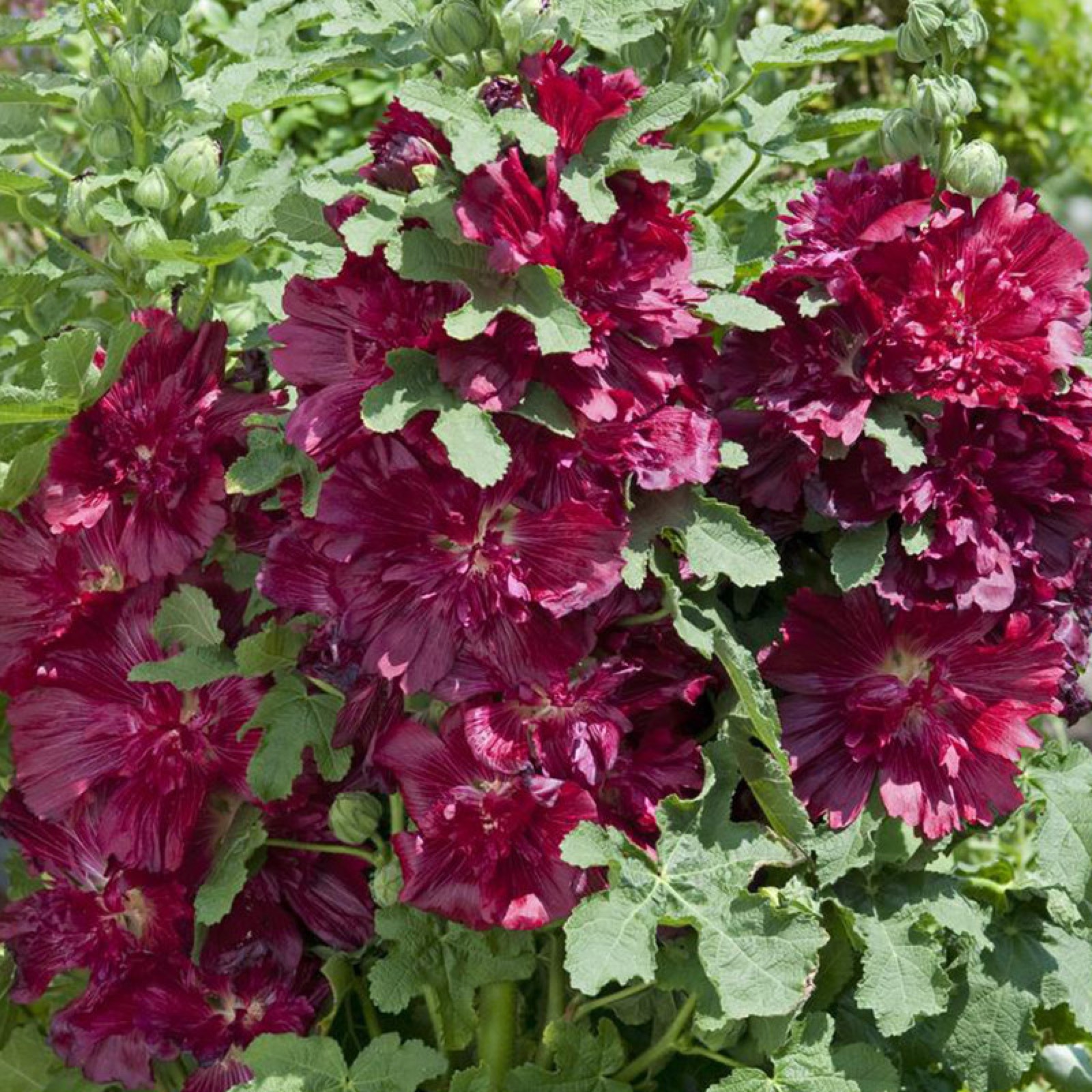 Плотное цветение штокрозы Spring Celebrities Crimson