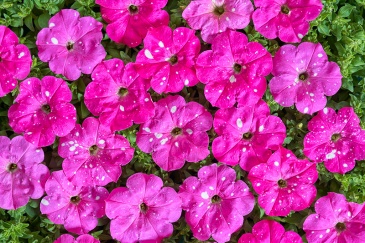 Петуния многоцветковая (Petunia multiflora) Dot Star F1(Deep Pink