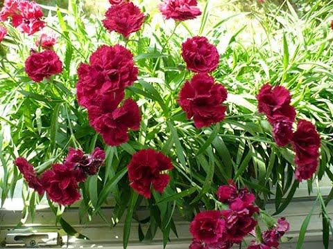 Гвоздика садовая Dianthus plumarius "Super Tоruper Valentina" : С2/3