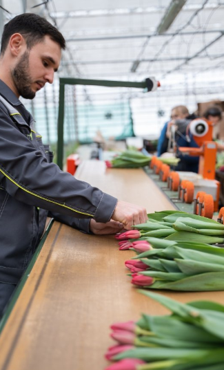 Начали собирать тюльпаны | Новосибирск питомник
