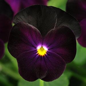 Виола рогатая (Viola cornuta) Sorbet XP F1 (Blackberry Sundae)