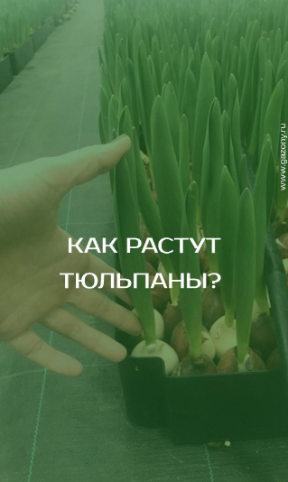 Мы Выращиваем тюльпаны без земли! | питомник саженцов