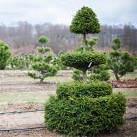 Ель колючая Picea Pungens (Ниваки "Зеленый шар") : h=120-180, (Ком+сетка) | купить