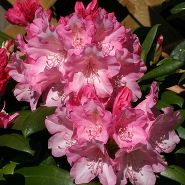 Рододендрон якушиманский Rhododéndron yakushimanum "Sneezy" : С4, h=15-25 | купить